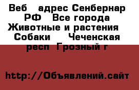 Веб – адрес Сенбернар.РФ - Все города Животные и растения » Собаки   . Чеченская респ.,Грозный г.